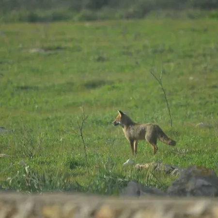 Nido Del Salento بيت للعطل Villaggio Resta